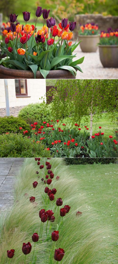 Многолетние цветы, цветущие все лето. Описание садовых многолетних цветов для дачи с названиями и фото