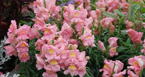 Можно ли сеять львиный зев под зиму. Львиный зев: виды и сорта для открытого грунта