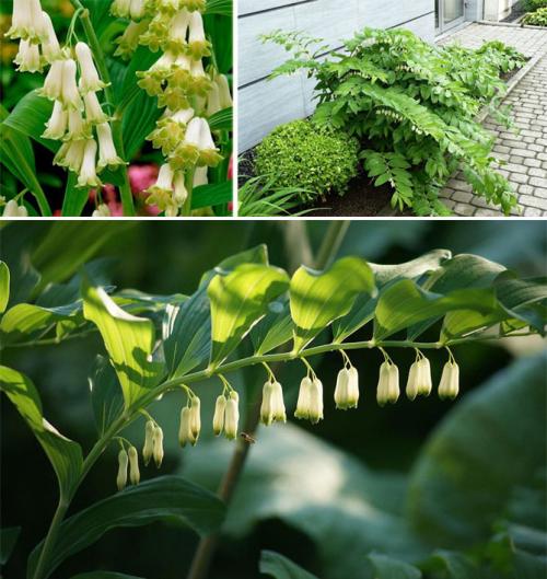 Многолетние цветы, цветущие все лето. Описание садовых многолетних цветов для дачи с названиями и фото