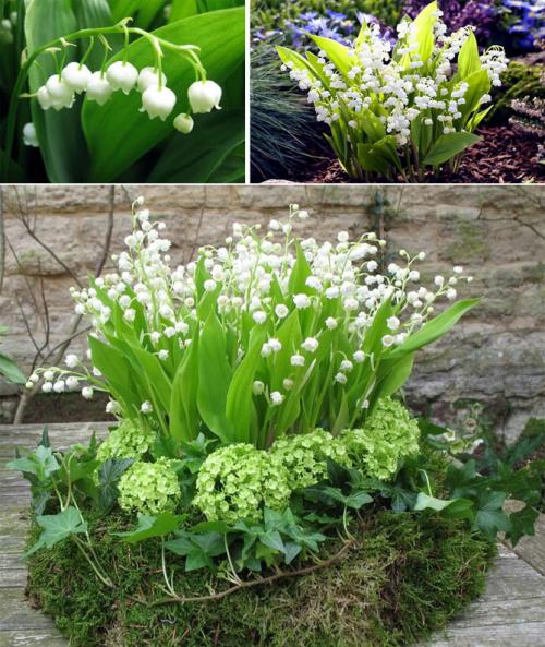 Многолетние цветы, цветущие все лето. Описание садовых многолетних цветов для дачи с названиями и фото