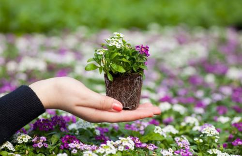 Какие цветы можно сеять под зиму. Подзимний посев семян — просто и удобно