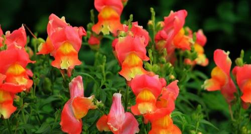 Можно ли сеять львиный зев под зиму. Львиный зев: виды и сорта для открытого грунта