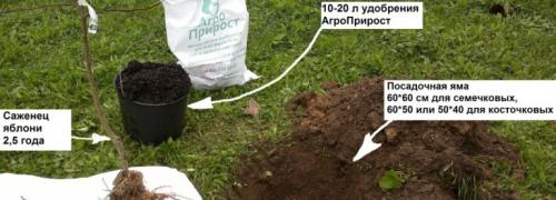 Когда лучше сажать деревья осенью или весной в украине. Сроки посадки плодовых деревьев