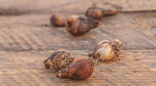 Осенняя посадка деревьев и кустарников. Почему стоит предпочесть осеннюю посадку 04