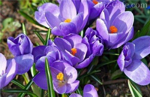 Что посадить на даче из цветов в осенний период. Сентябрь 04