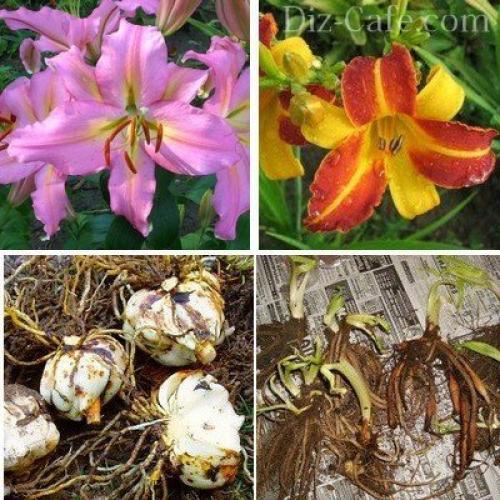 Что посадить на даче из цветов в осенний период. Сентябрь 06