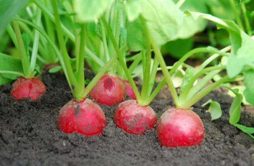 Какие овощи сеют осенью. Что посадить в с ентябре: овощи и зелень для получения урожая в этом сезоне