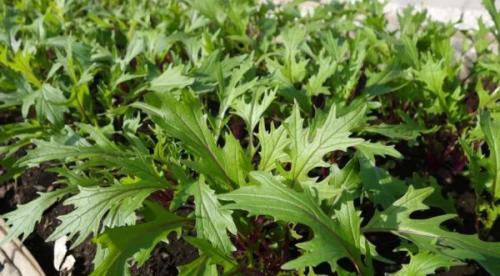 Какие овощи сеют осенью. Что посадить в с ентябре: овощи и зелень для получения урожая в этом сезоне