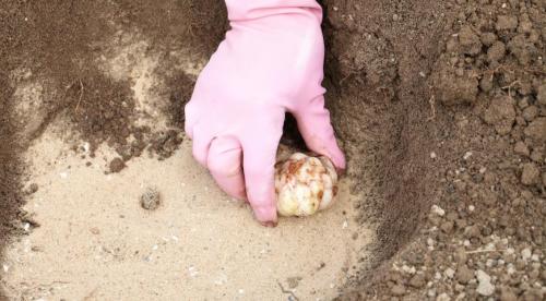 Что можно посадить в августе на огороде. Что посеять или посадить в августе 2022 года 07