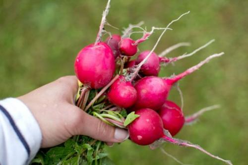 Что можно посадить в сентябре. Ещё не поздно: что посадить в сентябре в огороде и на даче