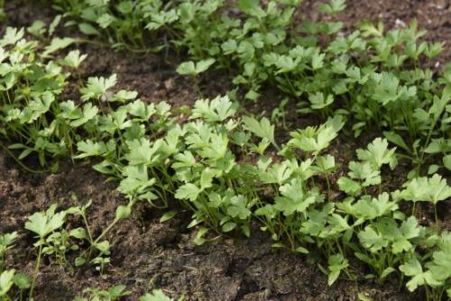 Что можно посадить в сентябре. Ещё не поздно: что посадить в сентябре в огороде и на даче