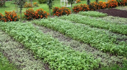 Сидераты для огорода. Разновидности сидератов и их использование