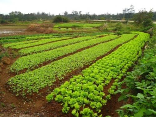 Какие сидераты для осеннего посева лучше использовать. Особенности осеннего посева 05