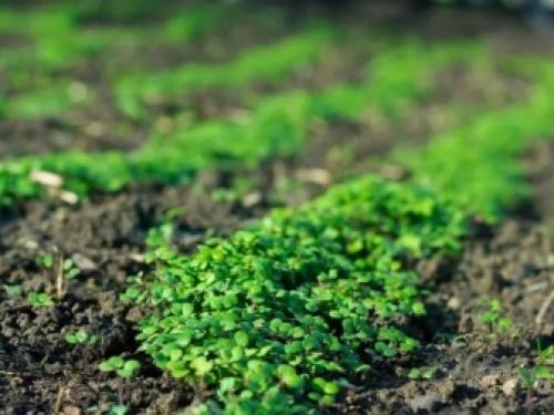 Какие сидераты для осеннего посева лучше использовать. Особенности осеннего посева 04