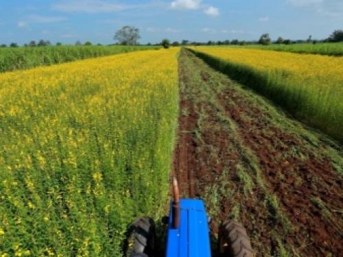 Какие сидераты для осеннего посева лучше использовать. Особенности осеннего посева 03