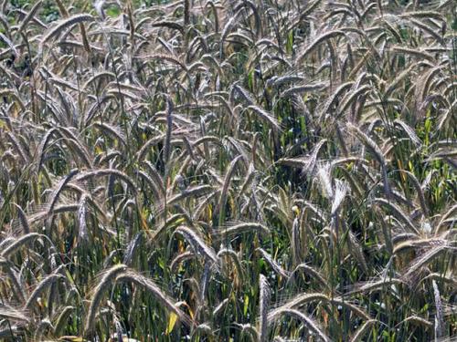 Какие сидераты для осеннего посева лучше использовать. Особенности осеннего посева 07