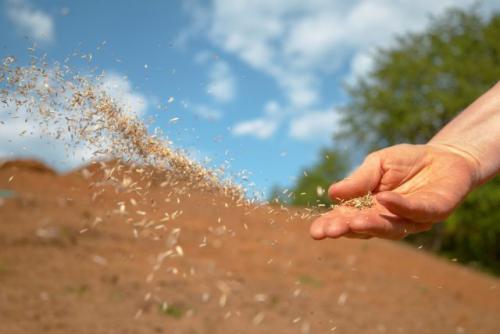 Многолетние сидераты. Такие похожие и разные — однолетние и многолетние сидераты
