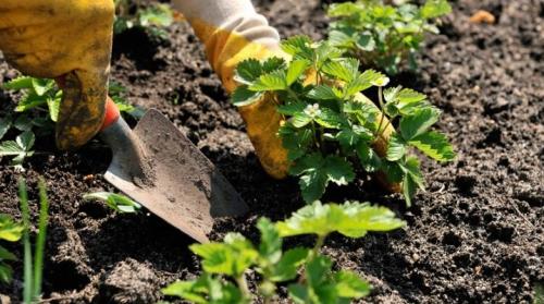 Когда сажать клубнику. Когда и как сажать клубнику?