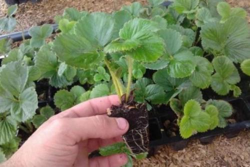 Как сажать клубнику осенью усами. Как посадить клубнику осенью усами