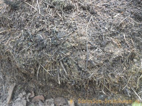 Посадка клубники осенью удобрения. Подготовка почвы