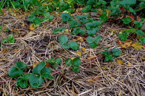 Как сажать клубники осенью. Как и когда сажать клубнику осенью: пошаговая инструкция 15 Как сажать клубники осенью. Как и когда сажать клубнику осенью: пошаговая инструкция 15