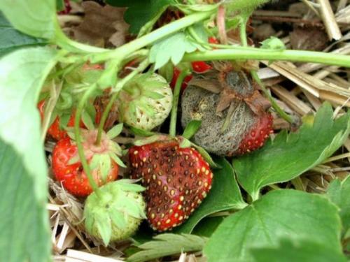 Как сажать клубнику осенью усами. Как посадить клубнику осенью усами