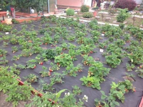 Как сажать клубнику осенью усами. Как посадить клубнику осенью усами