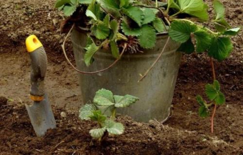 Как сажать клубники осенью. Как и когда сажать клубнику осенью: пошаговая инструкция 01 Как сажать клубники осенью. Как и когда сажать клубнику осенью: пошаговая инструкция 01