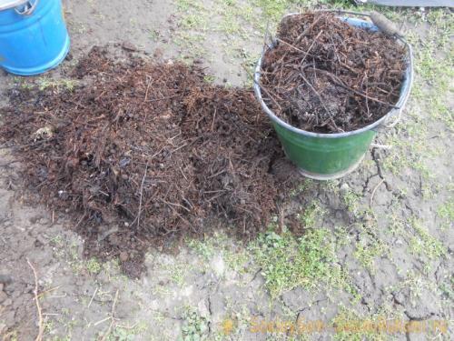 Посадка клубники осенью удобрения. Подготовка почвы