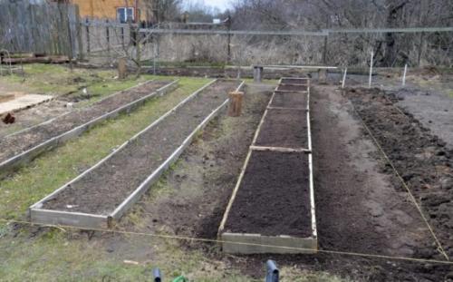 Как сажать клубнику осенью усами. Как посадить клубнику осенью усами