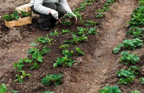 Как сажать клубники осенью. Как и когда сажать клубнику осенью: пошаговая инструкция 04 Как сажать клубники осенью. Как и когда сажать клубнику осенью: пошаговая инструкция 04