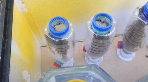 Какие виды пчел можно изготовить из пластиковой бутылки. Как сделать нуклеус в бутылке?