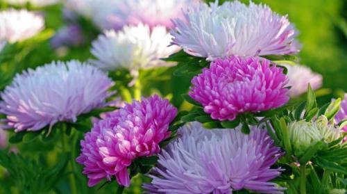 Какие виды тюльпанов и астр существуют. Обзор видов и сортов астры