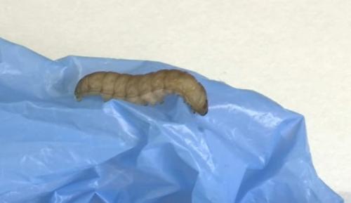 Как влияет пчела из пластиковых бутылок на окружающую среду. Личинки восковой моли перерабатывают пластик за считанные часы