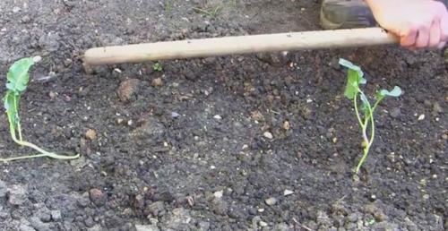 Лайфхаки для дачи бери и делай. Бери и делай полезные советы для дачи