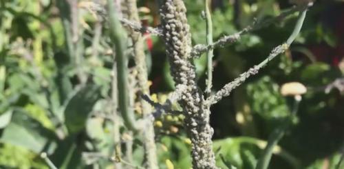 Лайфхаки для дачи бери и делай. Бери и делай полезные советы для дачи