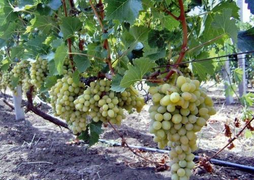 Какие деревья сажают осенью. Добавление статьи в новую подборку 15 Какие деревья сажают осенью. Добавление статьи в новую подборку 15