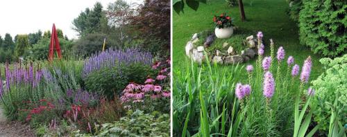 Многолетние цветы для клумбы цветущие все лето. Многолетние цветы для дачи