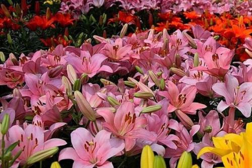 Красивые клумбы из многолетних цветов готовые схемы. Клумбы из многолетних цветов фото и готовые схемы