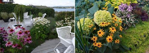 Многолетние цветы для клумбы цветущие все лето. Многолетние цветы для дачи