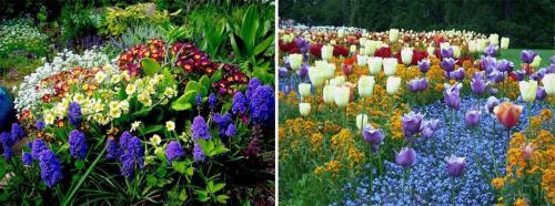 Многолетние цветы для клумбы цветущие все лето. Многолетние цветы для дачи