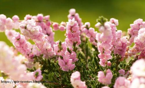 Как можно создать осенний набор для балкона или террасы. Осенний балкон: Сейчас самое время посадить вереск, чернику и травы!