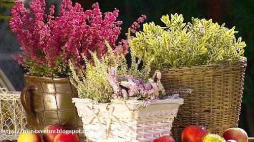 Как можно создать осенний набор для балкона или террасы. Осенний балкон: Сейчас самое время посадить вереск, чернику и травы!