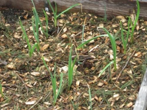 Что сажают осенью в саду и на огороде. Чеснок 01