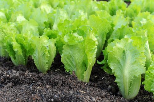 Что можно посадить в сентябре-октябре. Топ-10 вариантов, что можно и нужно посадить в сентябре 2022 года в огороде