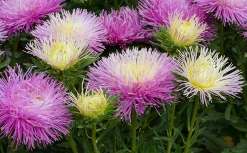 Какие цветы можно посадить под зиму. 12 цветов, которые можно посадить осенью под зиму + Правила посадки