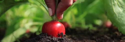 Можно ли сажать фасоль под зиму. Корнеплодные культуры