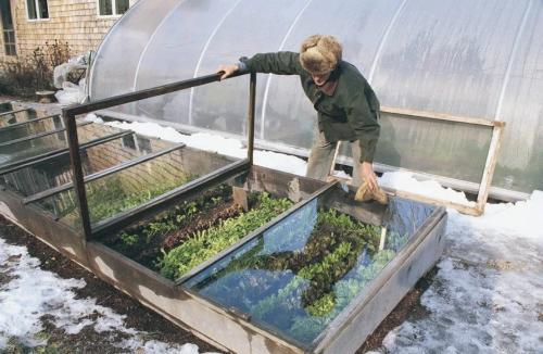 Какие цветы можно посадить под зиму. 12 цветов, которые можно посадить осенью под зиму + Правила посадки