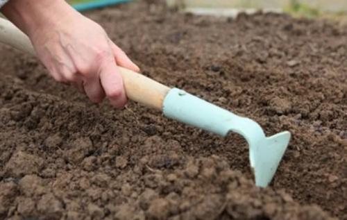 Какие цветы можно посадить под зиму. 12 цветов, которые можно посадить осенью под зиму + Правила посадки