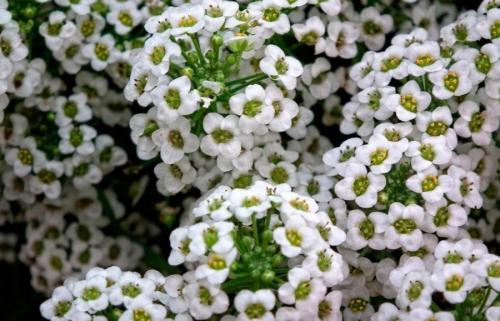 Какие цветы можно посадить под зиму. 12 цветов, которые можно посадить осенью под зиму + Правила посадки